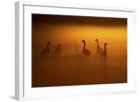 Canada Geese, Misty Dawn-Ken Archer-Framed Photographic Print