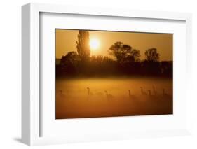 Canada Geese, Misty Dawn-Ken Archer-Framed Photographic Print