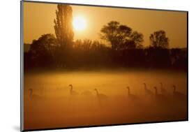 Canada Geese, Misty Dawn-Ken Archer-Mounted Photographic Print