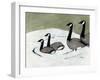 Canada Geese on David's Pond, C.2019 (Charcoal, Watercolor and Gesso on Paper)-Janel Bragg-Framed Giclee Print