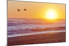 Canada Geese over Rialto Beach at Sunset, Olympic NP, Washington, USA-Jaynes Gallery-Mounted Photographic Print