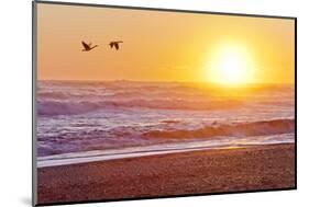 Canada Geese over Rialto Beach at Sunset, Olympic NP, Washington, USA-Jaynes Gallery-Mounted Photographic Print