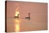 Canada Geese Pair at Sunrise-null-Stretched Canvas