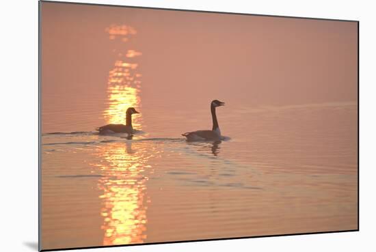 Canada Geese Pair at Sunrise-null-Mounted Photographic Print