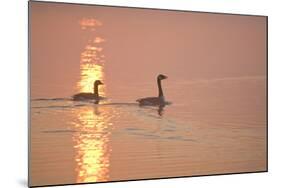 Canada Geese Pair at Sunrise-null-Mounted Photographic Print