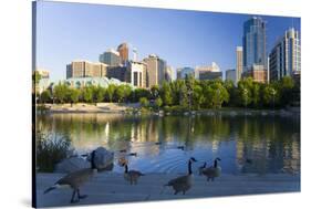 Canada Geese Resting at a Lake with Skyline, Calgary, Alberta, Canada-Peter Adams-Stretched Canvas