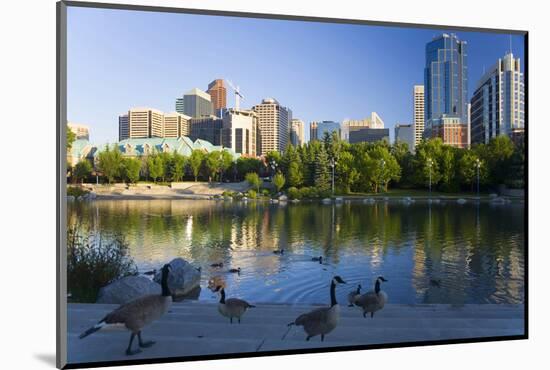 Canada Geese Resting at a Lake with Skyline, Calgary, Alberta, Canada-Peter Adams-Mounted Photographic Print