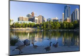 Canada Geese Resting at a Lake with Skyline, Calgary, Alberta, Canada-Peter Adams-Mounted Photographic Print