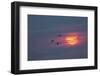 Canada geese silhouetted flying at sunset, Grand Teton National Park, Wyoming-Adam Jones-Framed Photographic Print