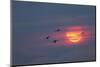 Canada geese silhouetted flying at sunset, Grand Teton National Park, Wyoming-Adam Jones-Mounted Photographic Print