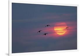 Canada geese silhouetted flying at sunset, Grand Teton National Park, Wyoming-Adam Jones-Framed Photographic Print