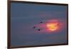 Canada geese silhouetted flying at sunset, Grand Teton National Park, Wyoming-Adam Jones-Framed Photographic Print