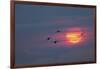 Canada geese silhouetted flying at sunset, Grand Teton National Park, Wyoming-Adam Jones-Framed Photographic Print