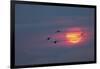 Canada geese silhouetted flying at sunset, Grand Teton National Park, Wyoming-Adam Jones-Framed Photographic Print