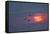 Canada geese silhouetted flying at sunset, Grand Teton National Park, Wyoming-Adam Jones-Framed Stretched Canvas