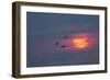 Canada geese silhouetted flying at sunset, Grand Teton National Park, Wyoming-Adam Jones-Framed Photographic Print