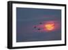 Canada geese silhouetted flying at sunset, Grand Teton National Park, Wyoming-Adam Jones-Framed Photographic Print