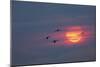 Canada geese silhouetted flying at sunset, Grand Teton National Park, Wyoming-Adam Jones-Mounted Photographic Print