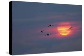 Canada geese silhouetted flying at sunset, Grand Teton National Park, Wyoming-Adam Jones-Stretched Canvas