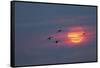 Canada geese silhouetted flying at sunset, Grand Teton National Park, Wyoming-Adam Jones-Framed Stretched Canvas