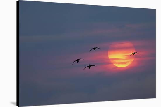 Canada geese silhouetted flying at sunset, Grand Teton National Park, Wyoming-Adam Jones-Stretched Canvas