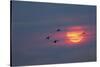 Canada geese silhouetted flying at sunset, Grand Teton National Park, Wyoming-Adam Jones-Stretched Canvas