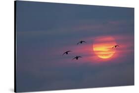 Canada geese silhouetted flying at sunset, Grand Teton National Park, Wyoming-Adam Jones-Stretched Canvas
