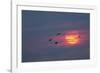 Canada geese silhouetted flying at sunset, Grand Teton National Park, Wyoming-Adam Jones-Framed Photographic Print