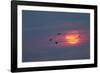 Canada geese silhouetted flying at sunset, Grand Teton National Park, Wyoming-Adam Jones-Framed Photographic Print