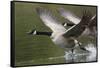 Canada Geese Taking Flight-Ken Archer-Framed Stretched Canvas