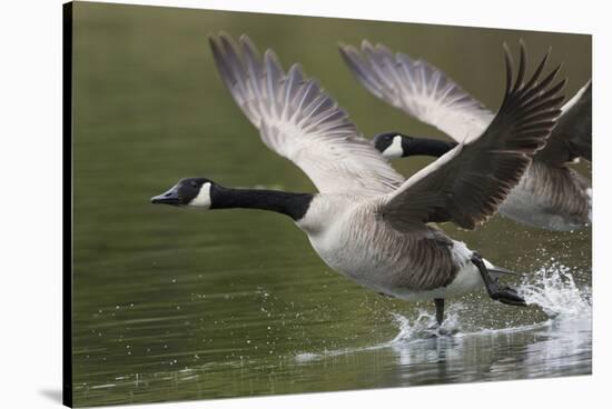 Canada Geese Taking Flight-Ken Archer-Stretched Canvas