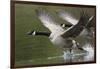 Canada Geese Taking Flight-Ken Archer-Framed Photographic Print