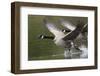 Canada Geese Taking Flight-Ken Archer-Framed Photographic Print