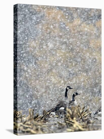 Canada Geese Weather an Autumn Snow Storm in a Corn Field in New Salem, New York-null-Stretched Canvas