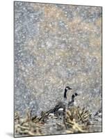 Canada Geese Weather an Autumn Snow Storm in a Corn Field in New Salem, New York-null-Mounted Photographic Print