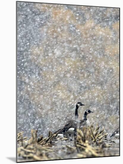 Canada Geese Weather an Autumn Snow Storm in a Corn Field in New Salem, New York-null-Mounted Photographic Print