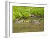 Canada Geese with Goslings at Starved Rock State Park Near Utica, Illinois, Usa-Chuck Haney-Framed Photographic Print