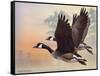 Canada Geese-Rusty Frentner-Framed Stretched Canvas