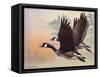 Canada Geese-Rusty Frentner-Framed Stretched Canvas