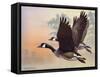 Canada Geese-Rusty Frentner-Framed Stretched Canvas