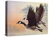 Canada Geese-Rusty Frentner-Stretched Canvas
