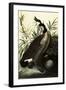 Canada Geese-John James Audubon-Framed Giclee Print