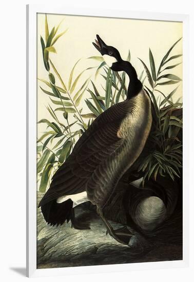 Canada Geese-John James Audubon-Framed Giclee Print