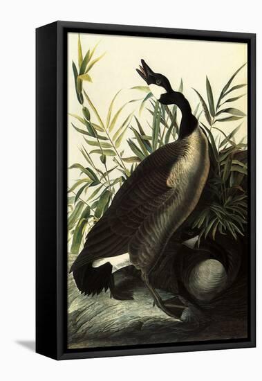 Canada Geese-John James Audubon-Framed Stretched Canvas