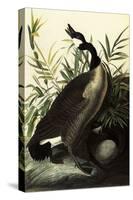 Canada Geese-John James Audubon-Stretched Canvas