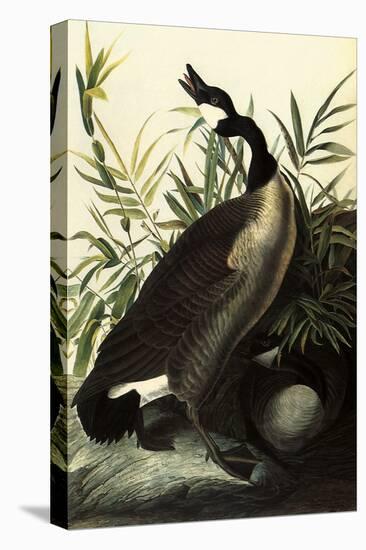 Canada Geese-John James Audubon-Stretched Canvas