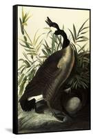 Canada Geese-John James Audubon-Framed Stretched Canvas