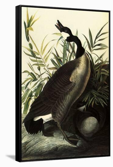 Canada Geese-John James Audubon-Framed Stretched Canvas