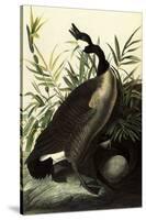 Canada Geese-John James Audubon-Stretched Canvas