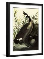 Canada Geese-John James Audubon-Framed Giclee Print